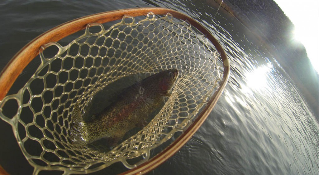 Rainbow trout san juan river  nymphing